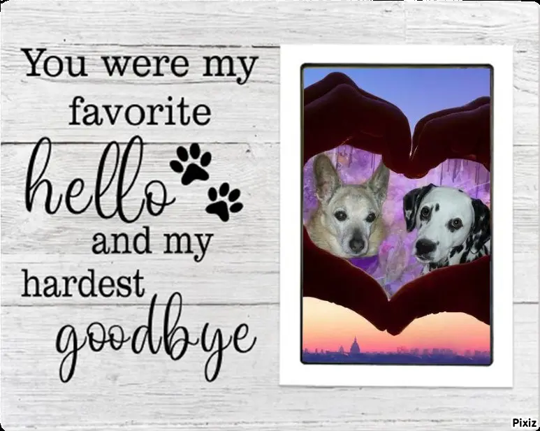 Condolence image of Tanja mit Timmy im Herzen