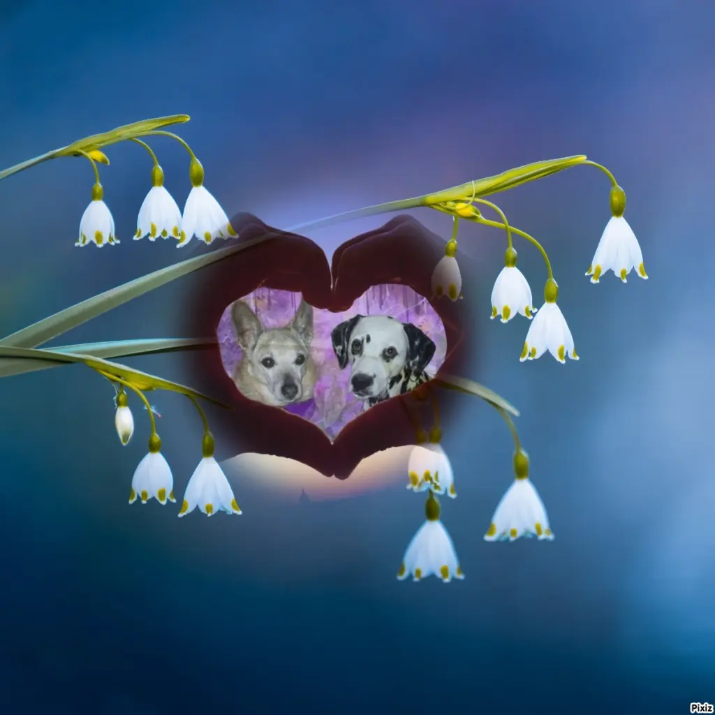 Condolence image of Tanja mit Timmy im Herzen