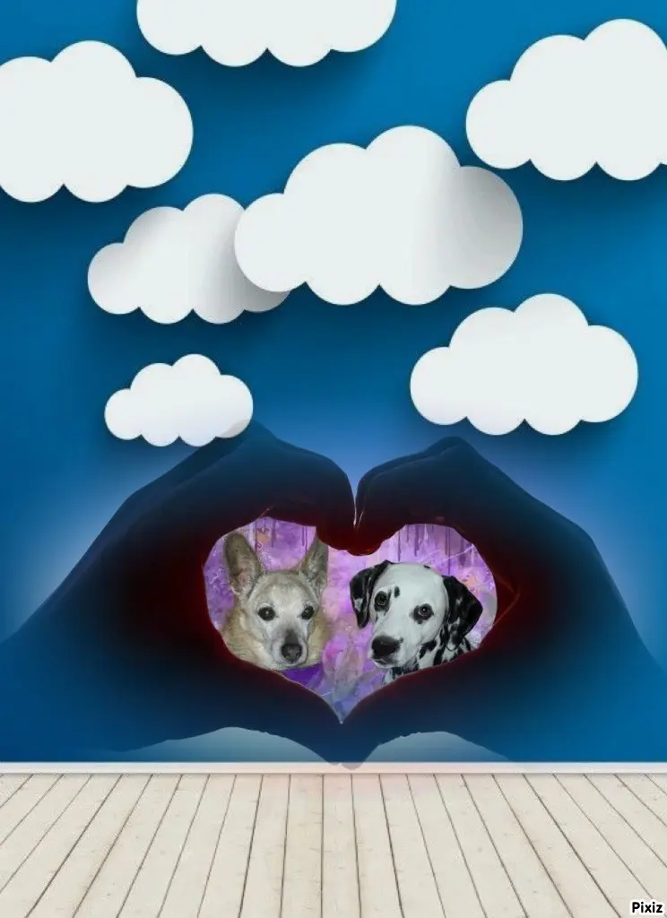 Condolence image of Tanja mit Timmy im Herzen