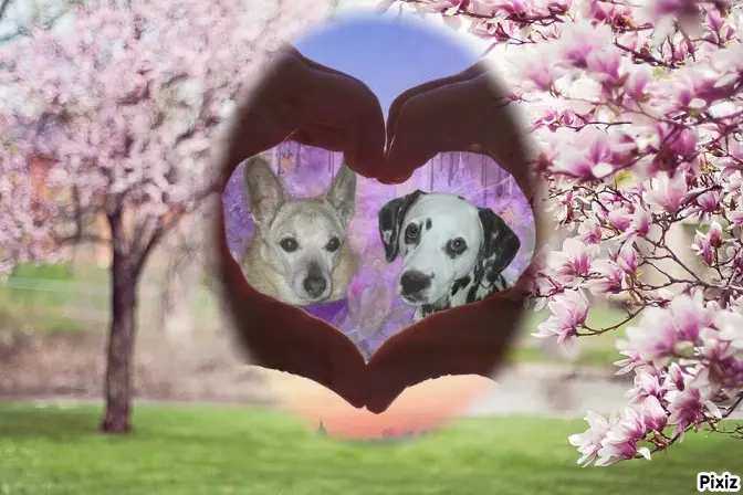 Condolence image of Tanja mit Timmy im Herzen