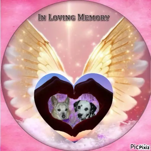 Condolence image of Tanja mit Timmy im Herzen