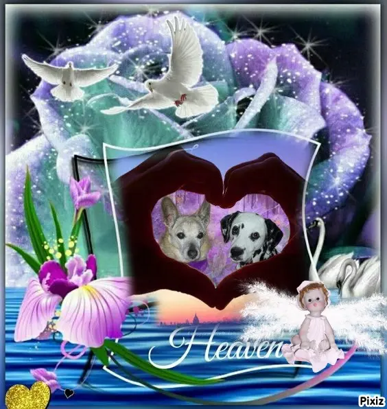 Condolence image of Tanja mit Timmy im Herzen