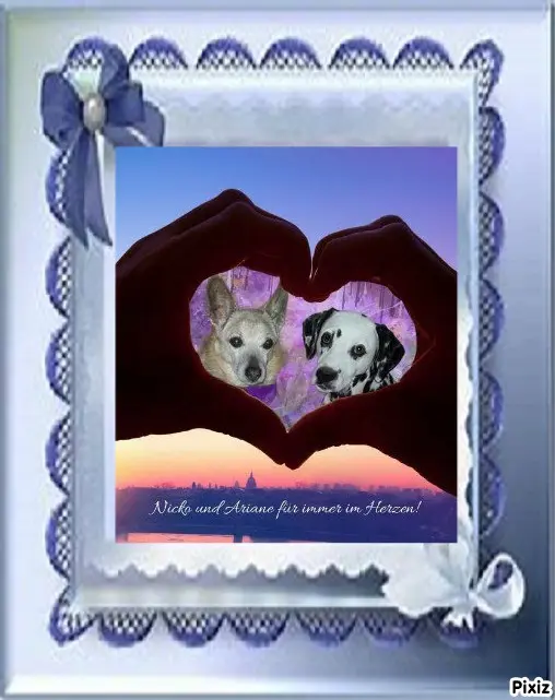 Condolence image of Tanja mit Timmy im Herzen 