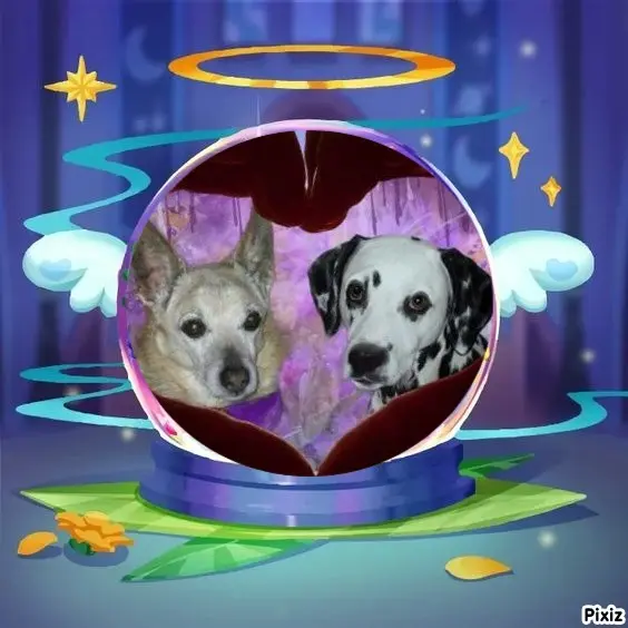 Condolence image of Tanja mit Timmy im Herzen 