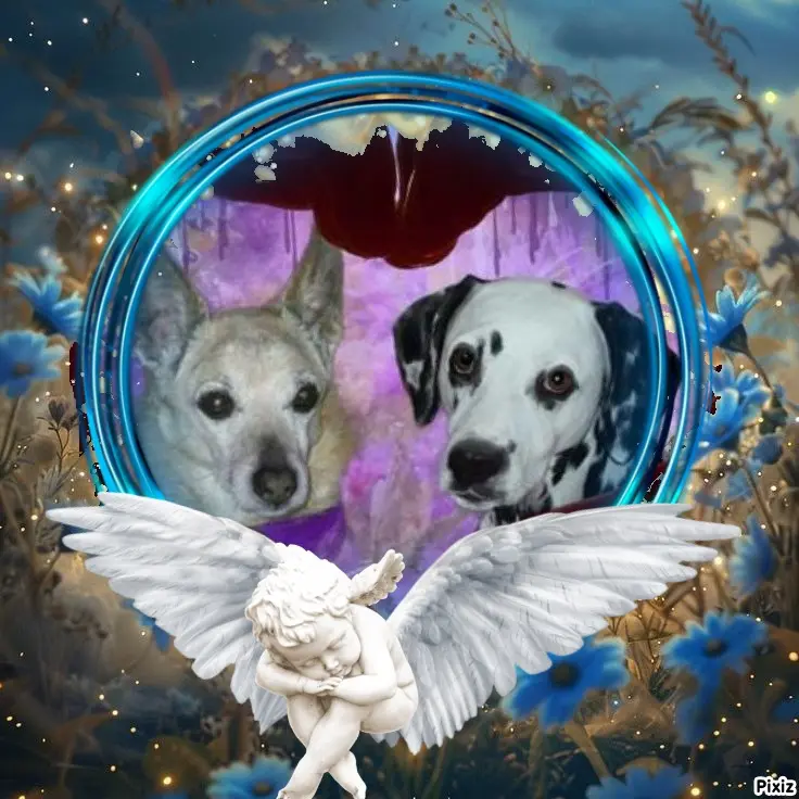 Condolence image of Tanja mit Timmy im Herzen 