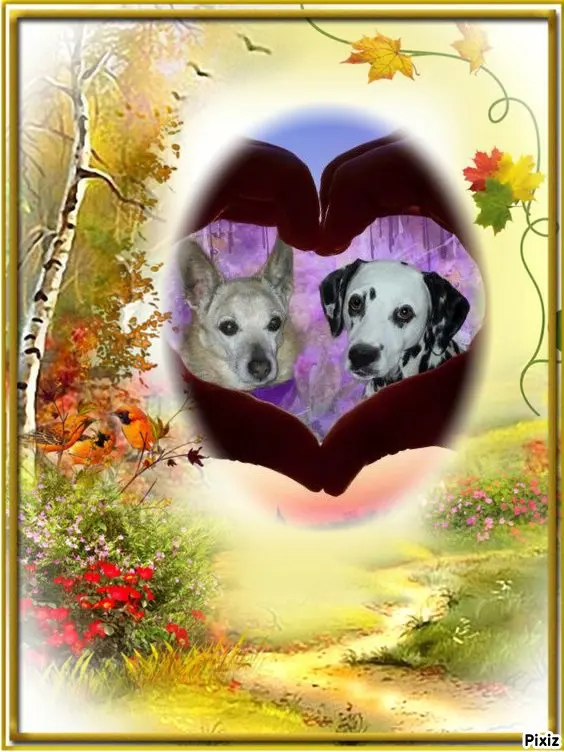 Condolence image of Tanja mit Timmy im Herzen 