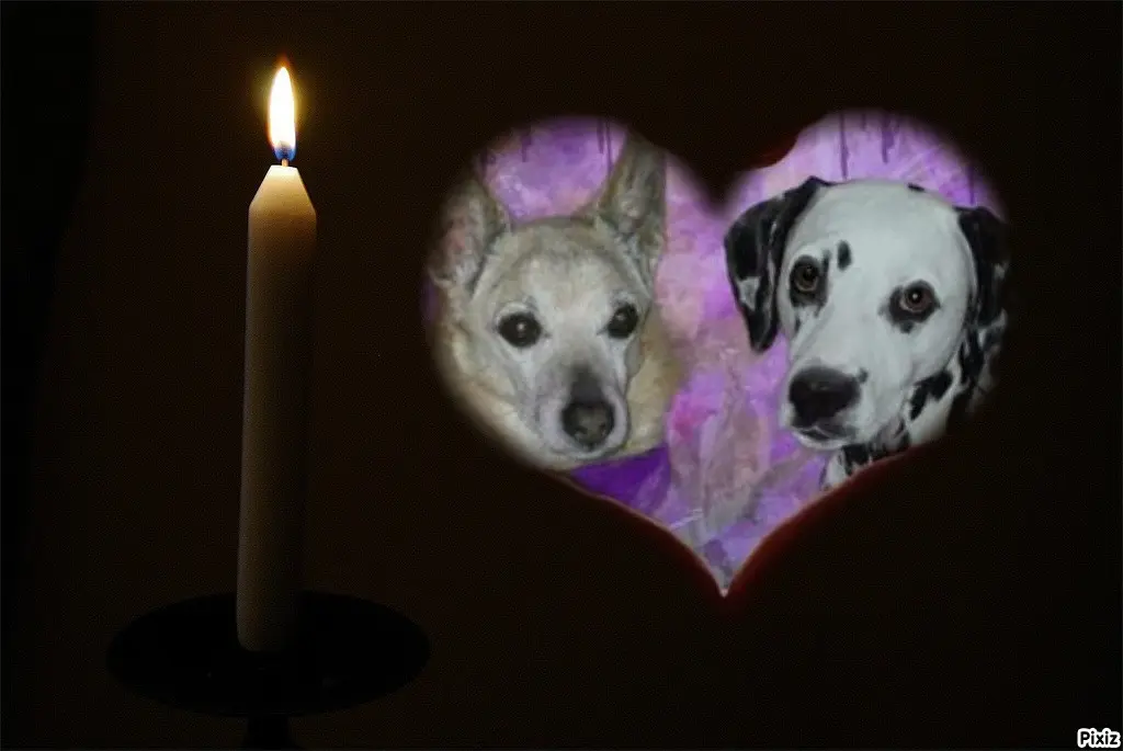 Condolence image of Tanja mit Timmy im Herzen 