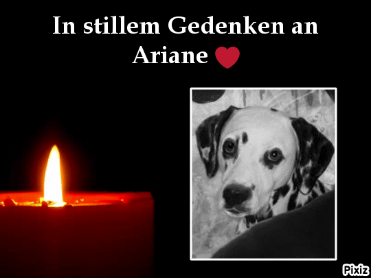 Condolence image of Tanja mit Timmy im Herzen 