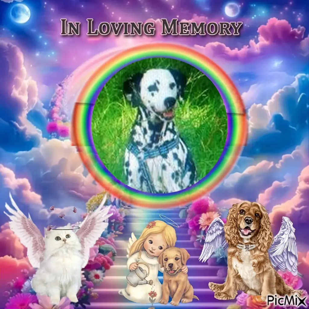 Condolence image of 10.Sternchen⭐️Gedenktag❤️❤️❤️❤️❤️❤️❤️❤️❤️❤️
