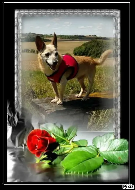 Condolence image of Tanja mit Timmy im Herzen