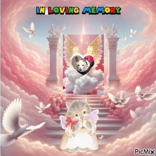 Condolence image of 6. Sternchen❤️Gedenktag❤️