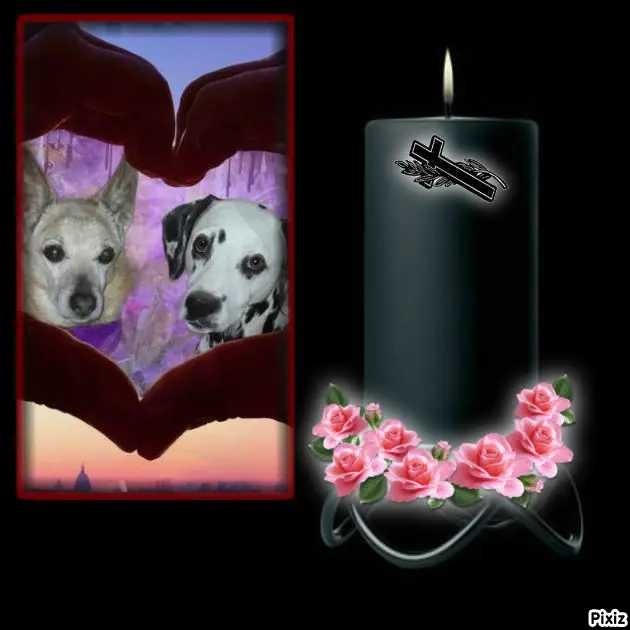 Condolence image of Tanja mit Timmy im Herzen
