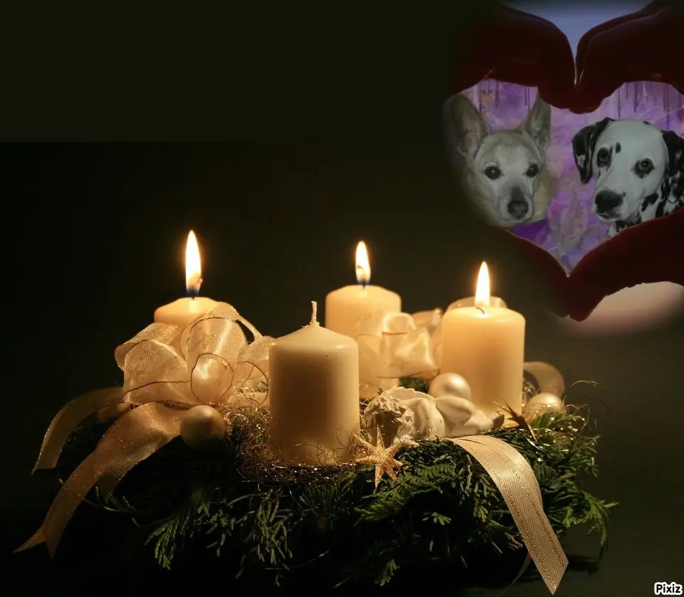 Condolence image of Tanja mit Timmy im Herzen