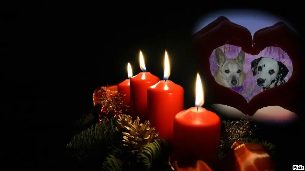 Condolence image of Tanja mit Timmy im Herzen