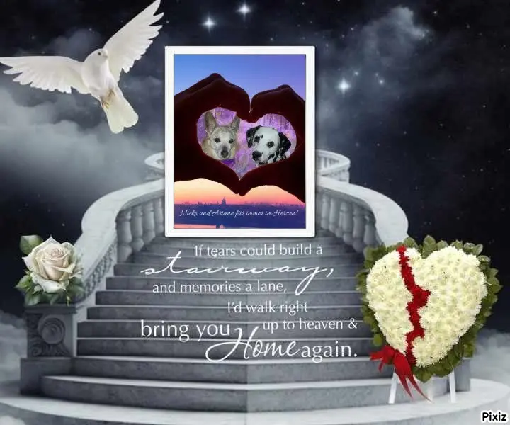 Condolence image of Tanja mit Timmy im Herzen 