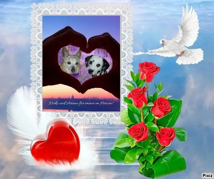 Condolence image of Tanja mit Timmy im Herzen 