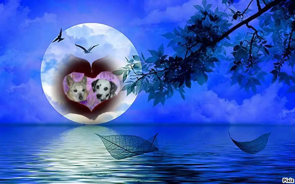 Condolence image of Tanja mit Timmy im Herzen