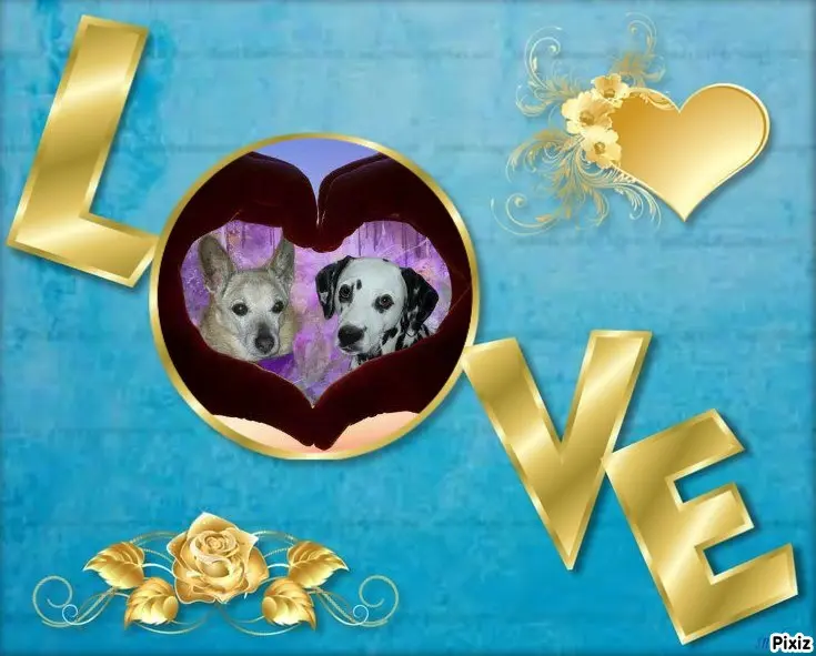 Condolence image of Tanja mit Timmy im Herzen 