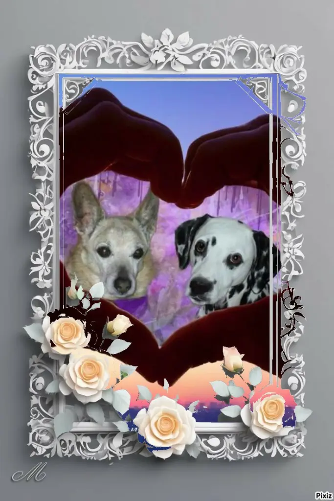 Condolence image of Tanja mit Timmy im Herzen 