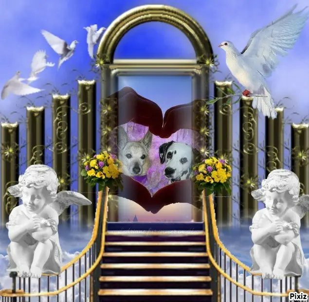 Condolence image of Tanja mit Timmy im Herzen 
