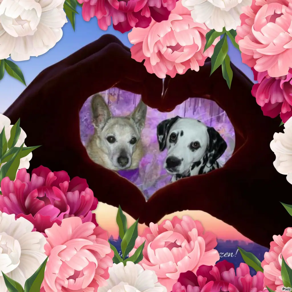 Condolence image of Tanja mit Timmy im Herzen 