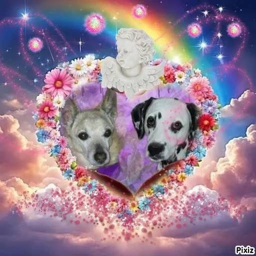 Condolence image of Tanja mit Timmy im Herzen 