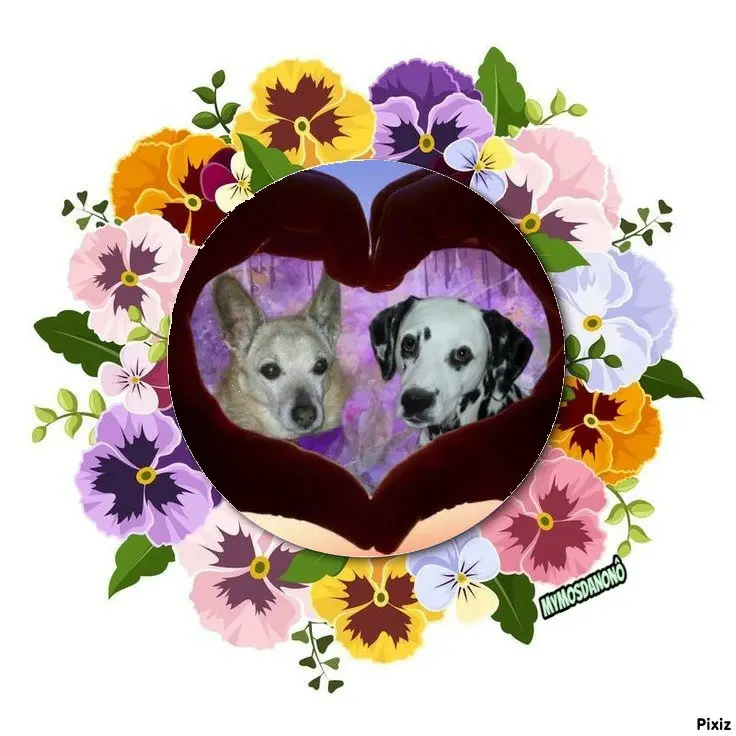 Condolence image of Tanja mit Timmy im Herzen