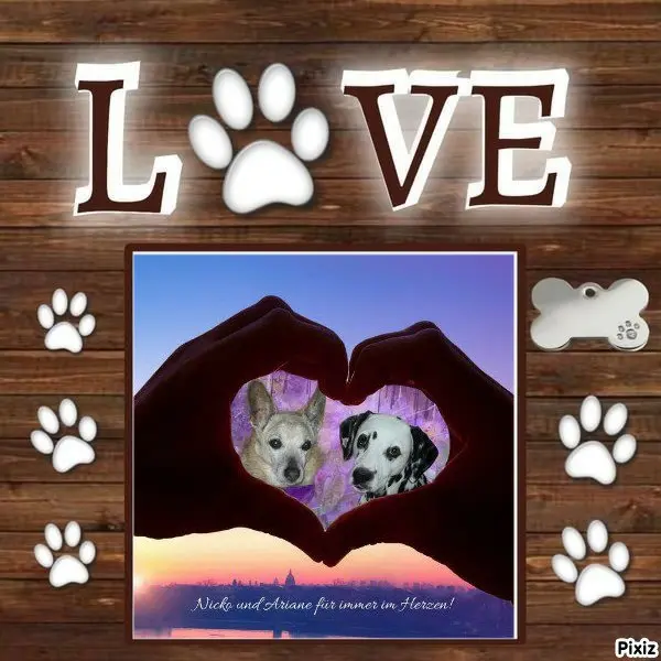 Condolence image of Tanja mit Timmy im Herzen