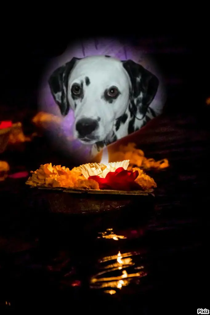 Condolence image of Tanja mit Timmy im 💘