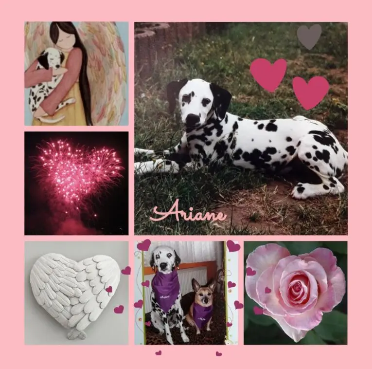 Condolence image of Rosen für Ariane zum 11. Sternchengeburtstag