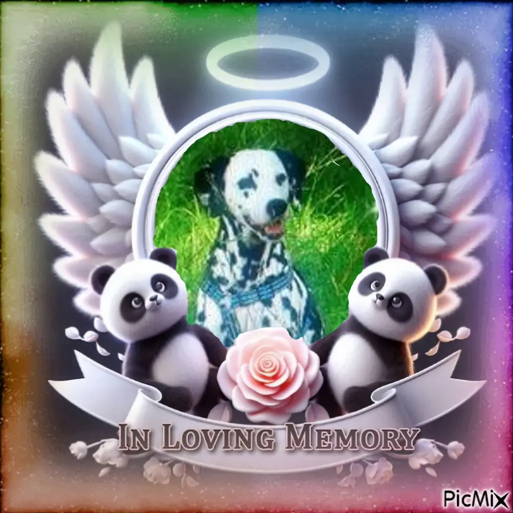 Condolence image of 11.Sternchen⭐️Gedenktag❤️❤️❤️❤️❤️❤️❤️❤️❤️❤️❤️