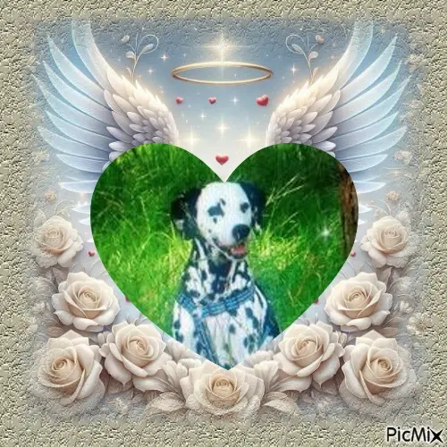 Condolence image of ❤️❤️❤️❤️❤️❤️❤️❤️❤️❤️❤️