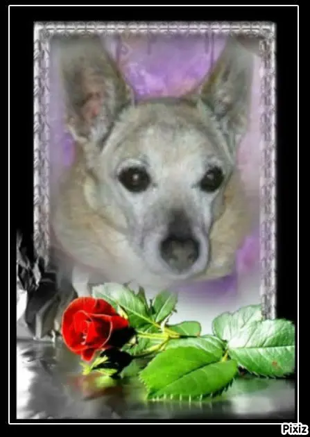 Condolence image of Tanja mit Timmy im 💘