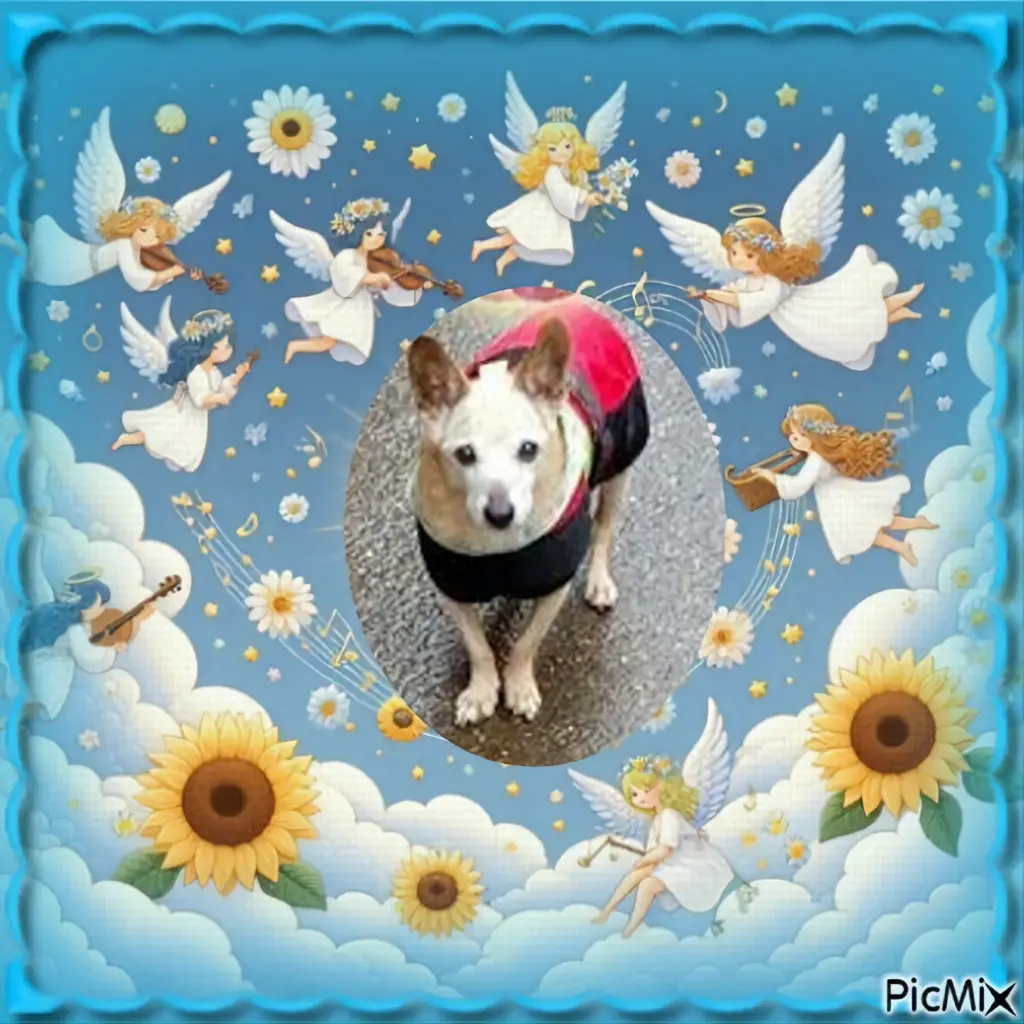 Condolence image of 7.Sternchen⭐️Gedenktag❤️❤️❤️❤️❤️❤️❤️