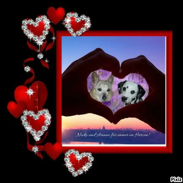 Condolence image of Tanja mit Timmy im 💘🐈🐾