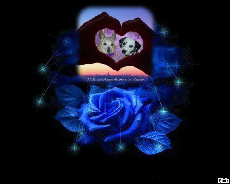 Condolence image of Tanja mit Timmy im 💘🐈🐾