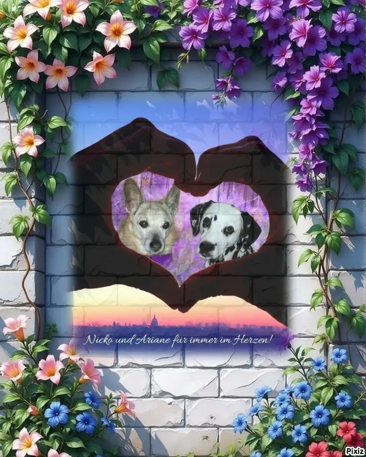 Condolence image of Tanja mit Timmy im 💖🐈🐾