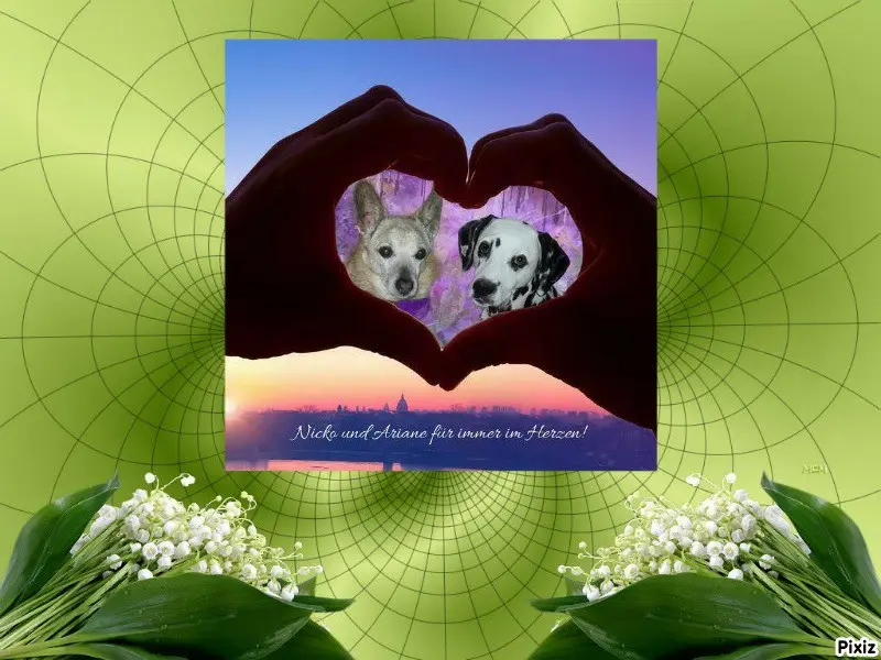 Condolence image of Tanja mit Timmy im 💖🐈🐾