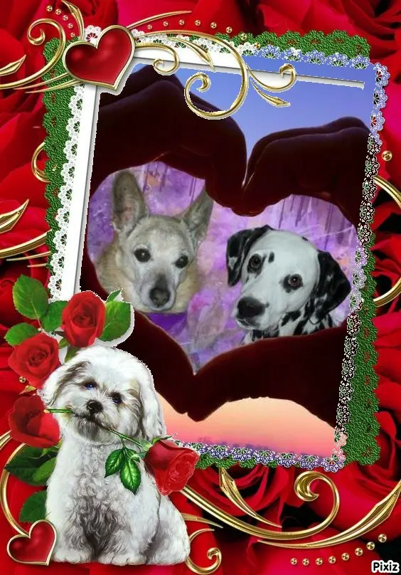 Condolence image of Tanja mit Timmy im 💖🐈🐾