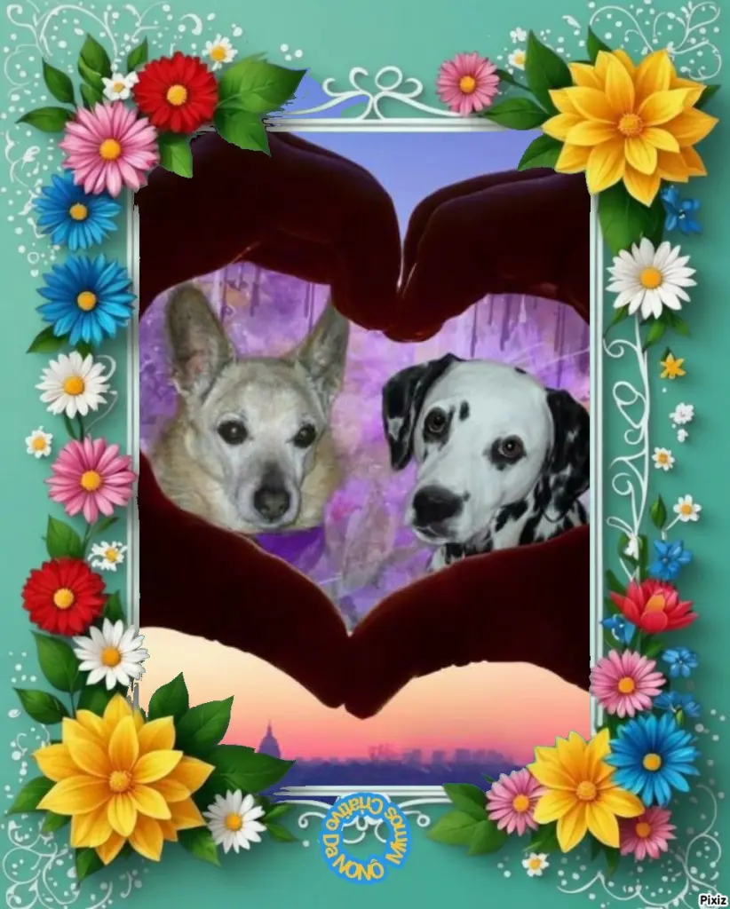 Condolence image of Tanja mit Timmy im 💖🐈🐾