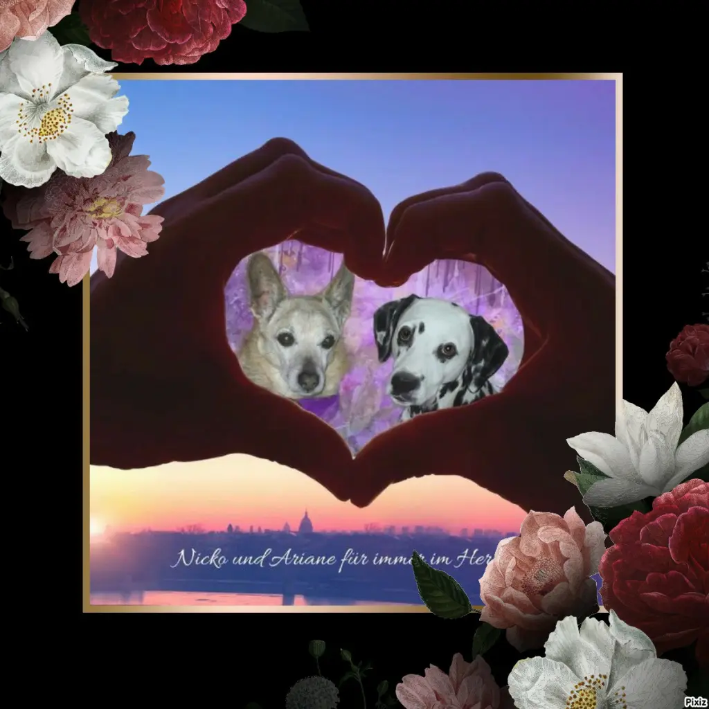 Condolence image of Tanja mit Timmy im 💖🐈🐾
