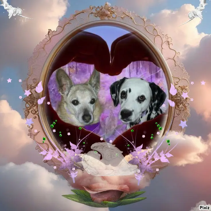 Condolence image of Tanja mit Timmy im 💖🐈🐾