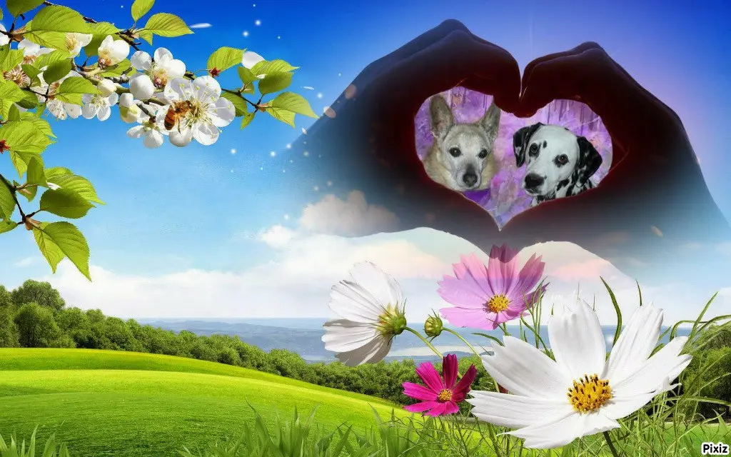Condolence image of Tanja mit Timmy im 💖🐈🐾