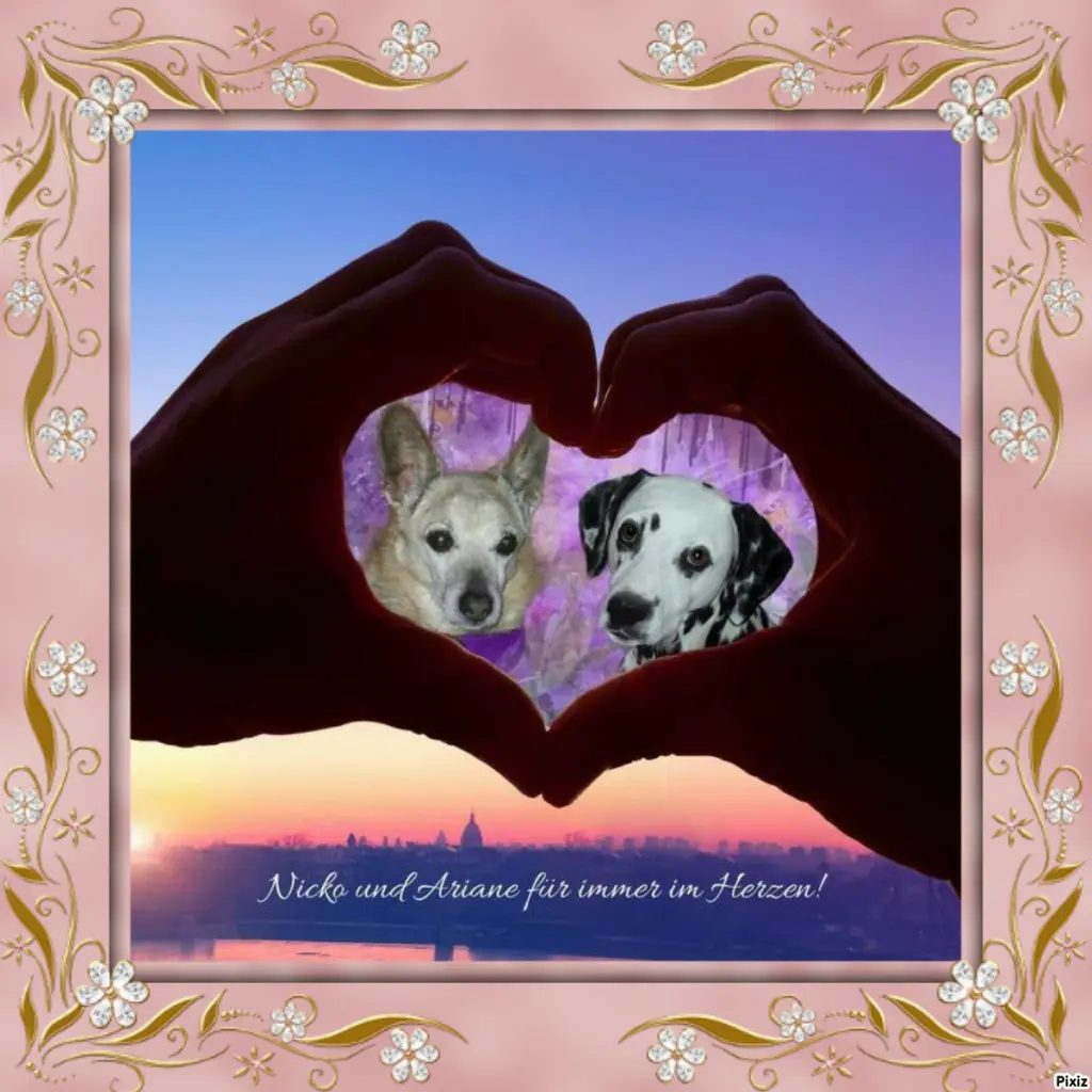 Condolence image of Tanja mit Timmy im 💖🐈🐾