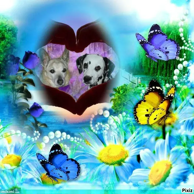 Condolence image of Tanja mit Timmy im 💖🐈🐾