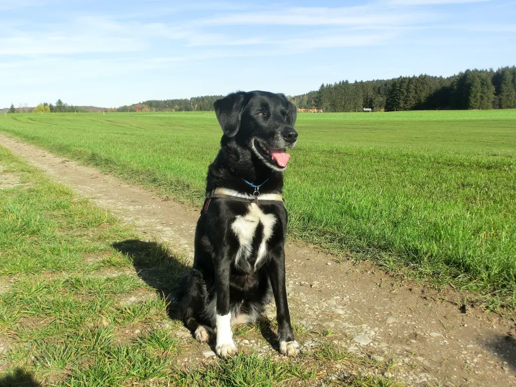 Image from Socke
