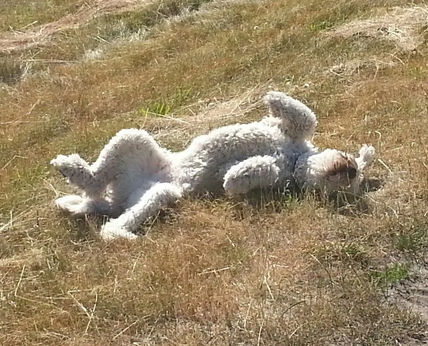 Image from Kaja