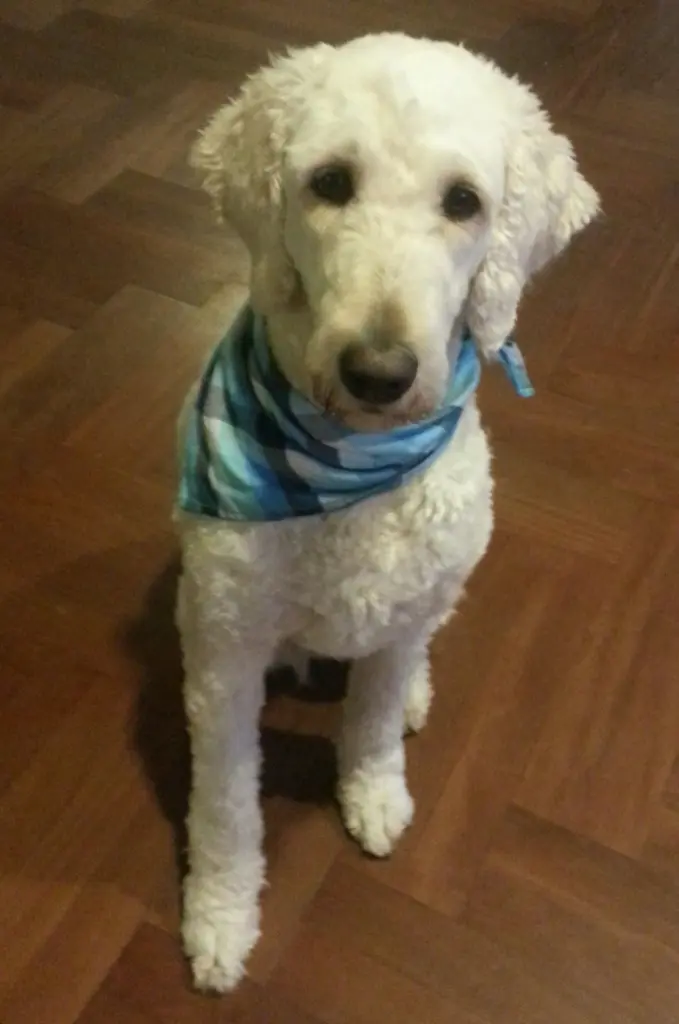Image from Kaja