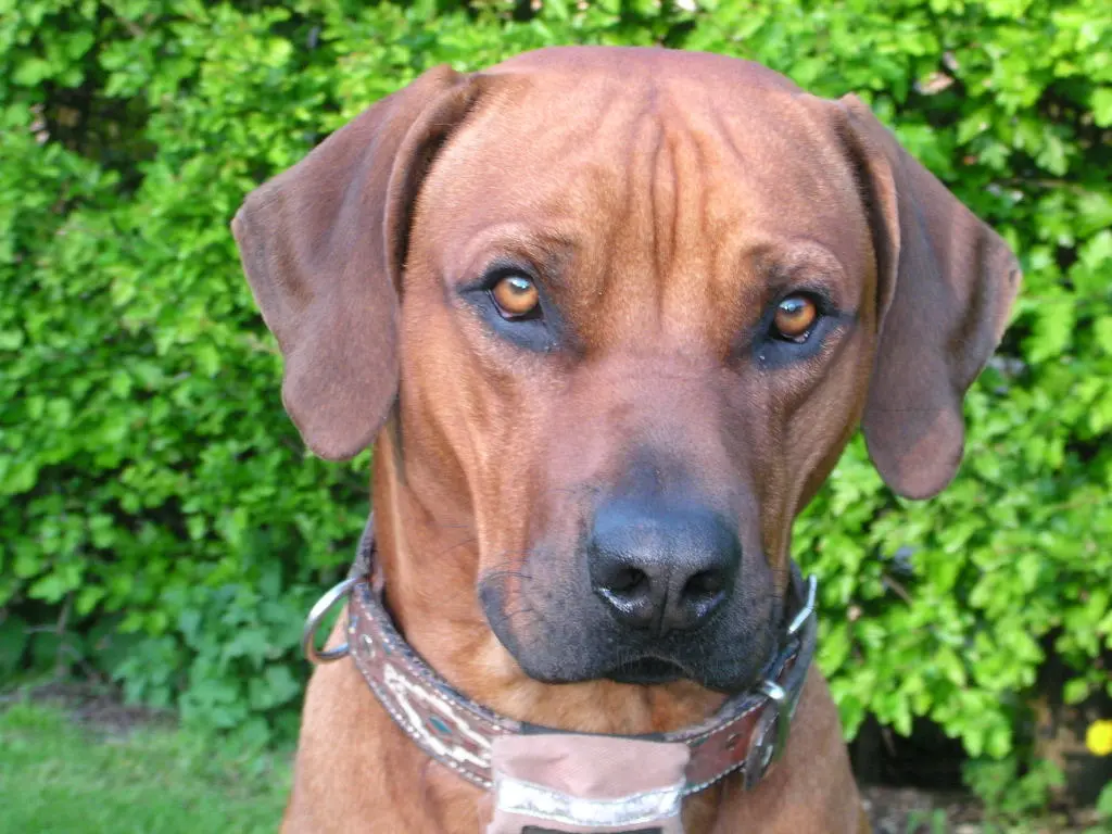 Condolence image of Britta