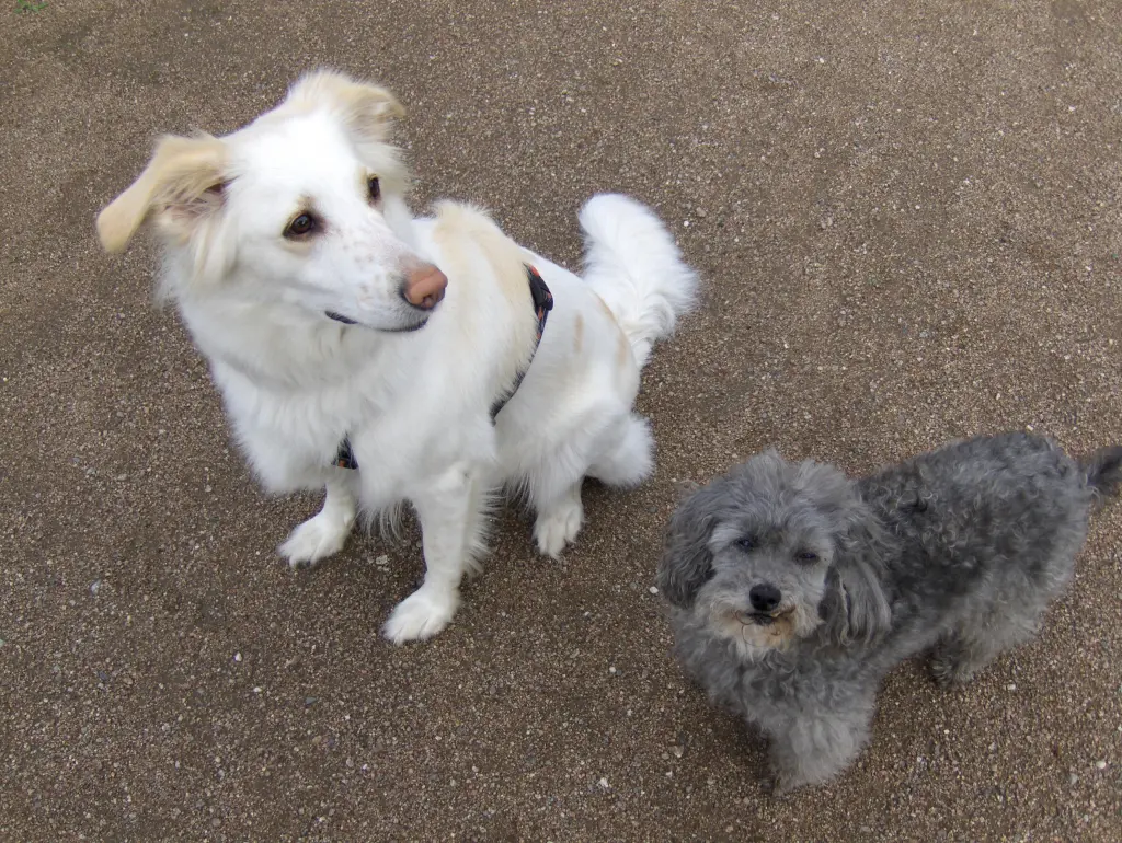 Image from Bonita (Mausele)